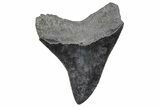 Serrated, Fossil Megalodon Tooth - South Carolina #286522-1